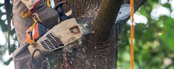 Trusted Islandia, NY Tree Removal Experts