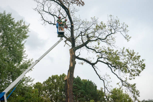Best Storm Damage Tree Cleanup  in Islandia, NY